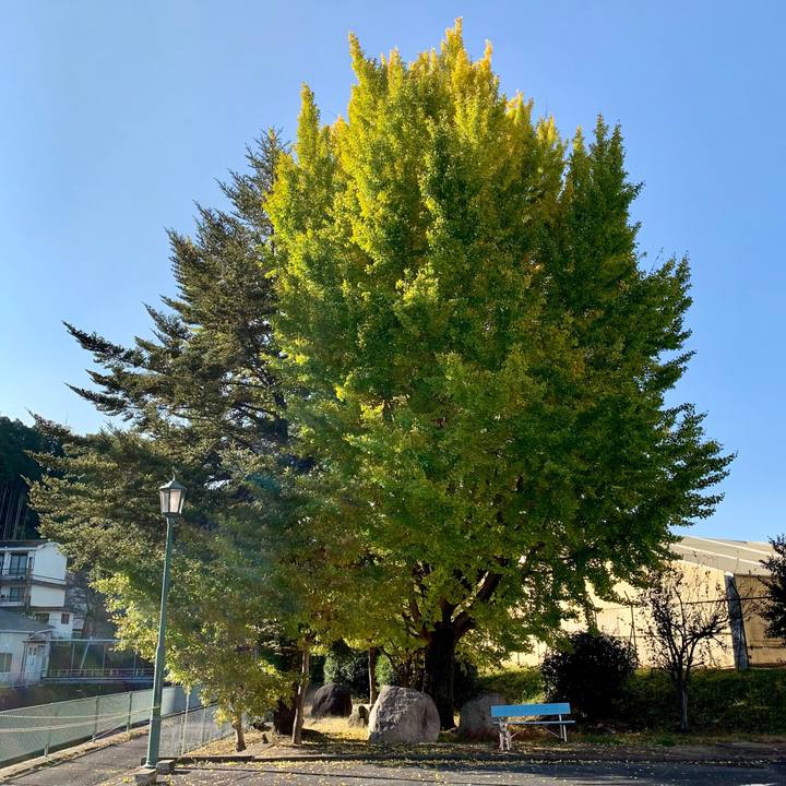 673cf2fe 1986 46e6 a93f 9b41c431926d 1604043282713