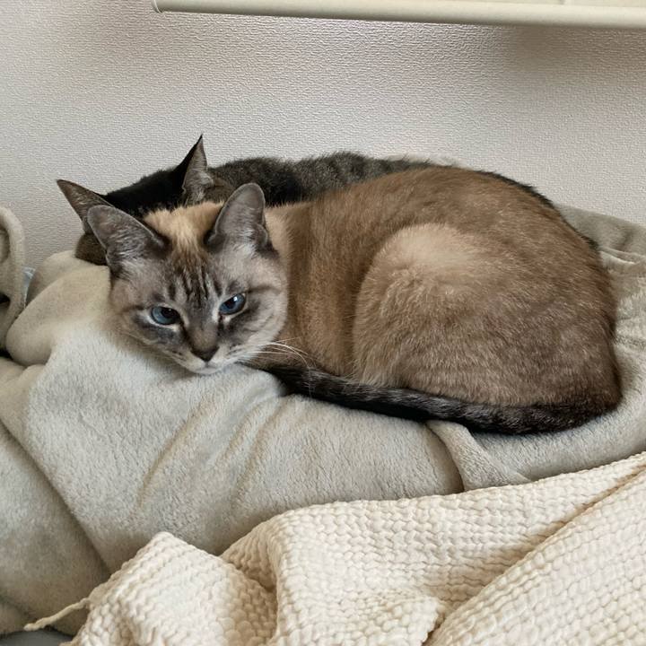 67401a66 862f 4eb8 aed8 c22f861d3a04 1765961799480