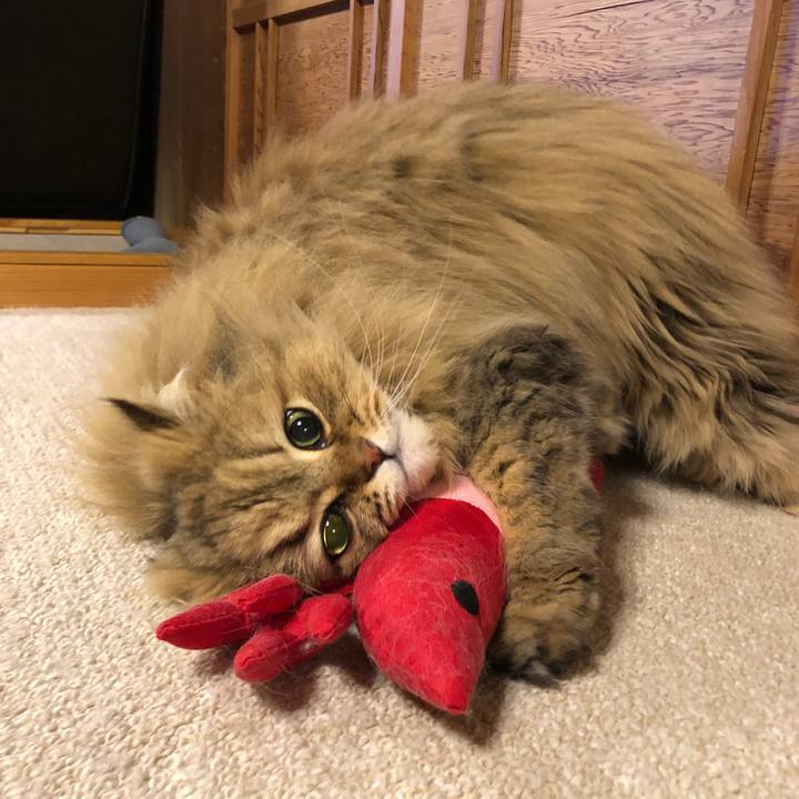 67423f71 61cf 469d 8a0e 4b8570b43bfc 1586168815119