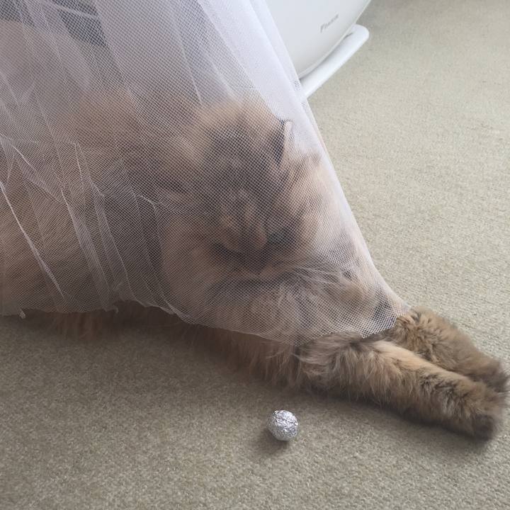 674a095f 146b 4303 9f95 08aa2b2e1a31 1549241213399