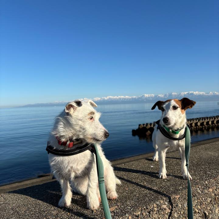 674b470c 74bf 47d7 94da b280964b6b92 1766125930318