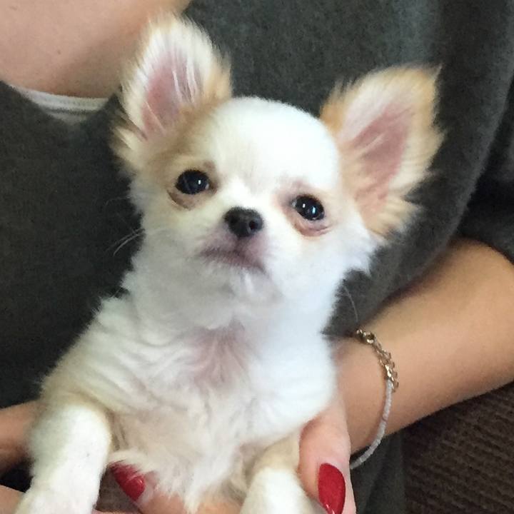 674b5933 0a73 428c 9c3b 716ac734f246 1515049853774