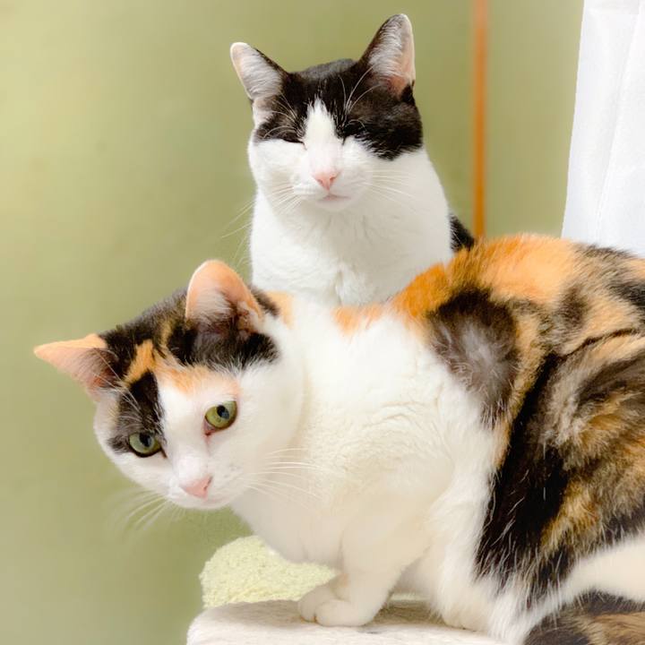 674e4897 639a 4e03 9d3b 67223c8fdaaa 1557978429086