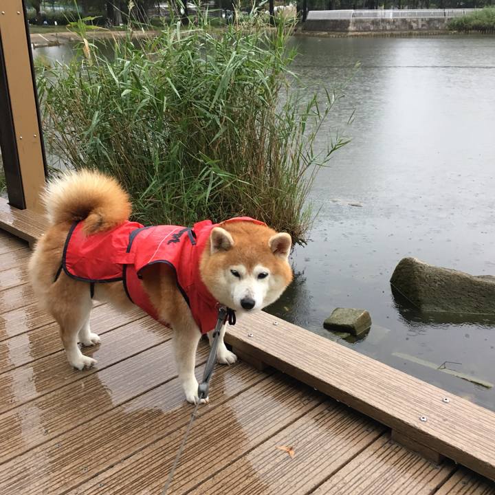 674e7d2b c4dd 4017 a5f9 539552f6a651 1538263007936