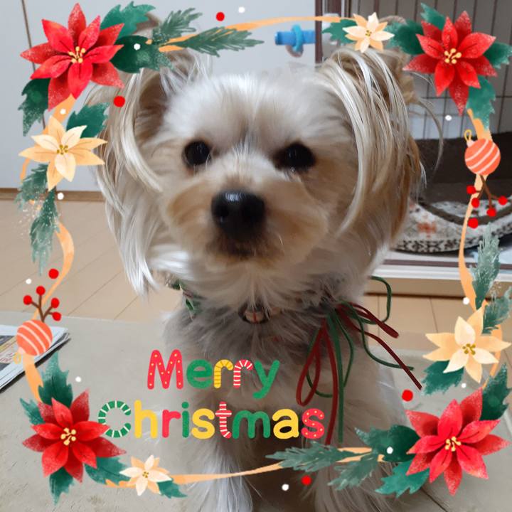 675245cd 90db 455d aa1e 7c58aba590cc 1576967977157