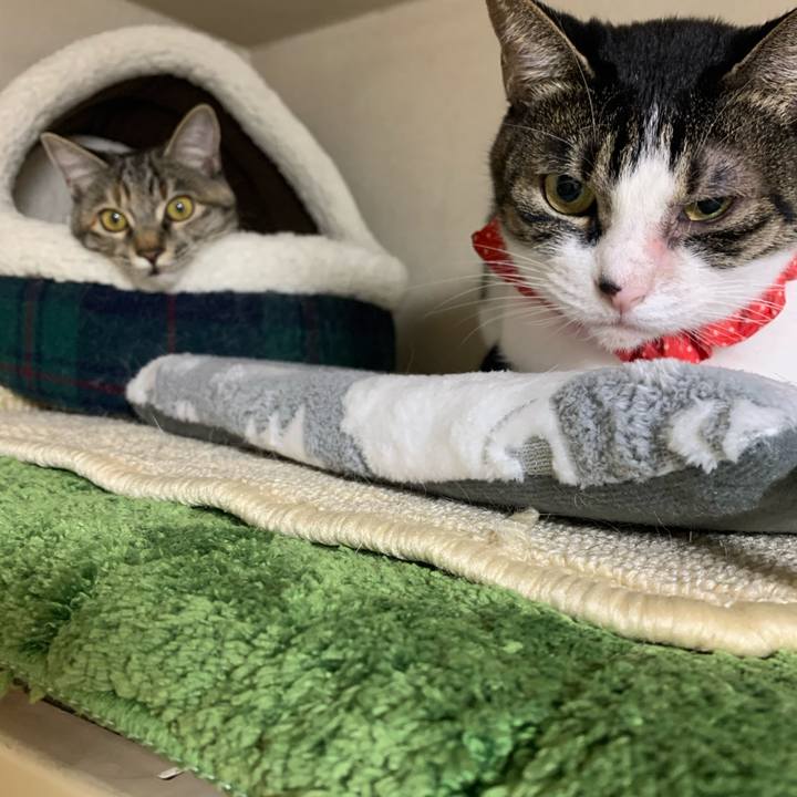 675cb4b9 a1fb 4dd8 8813 ba55c8c80317 1604930605294