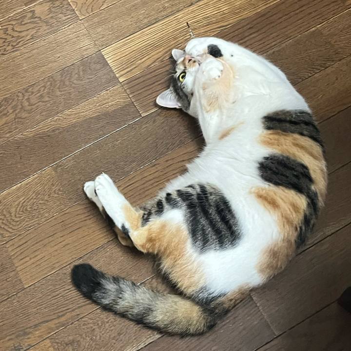 675fe6cc a69f 4028 a314 7d1ac987ed13 1764658015955