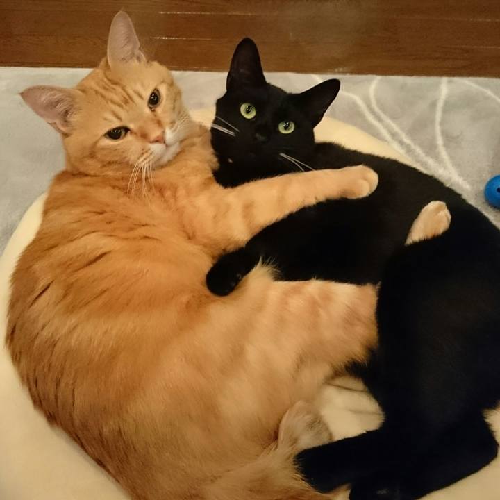 67623b36 0a0c 4481 9d75 b38211ef6ed4 1516447452453