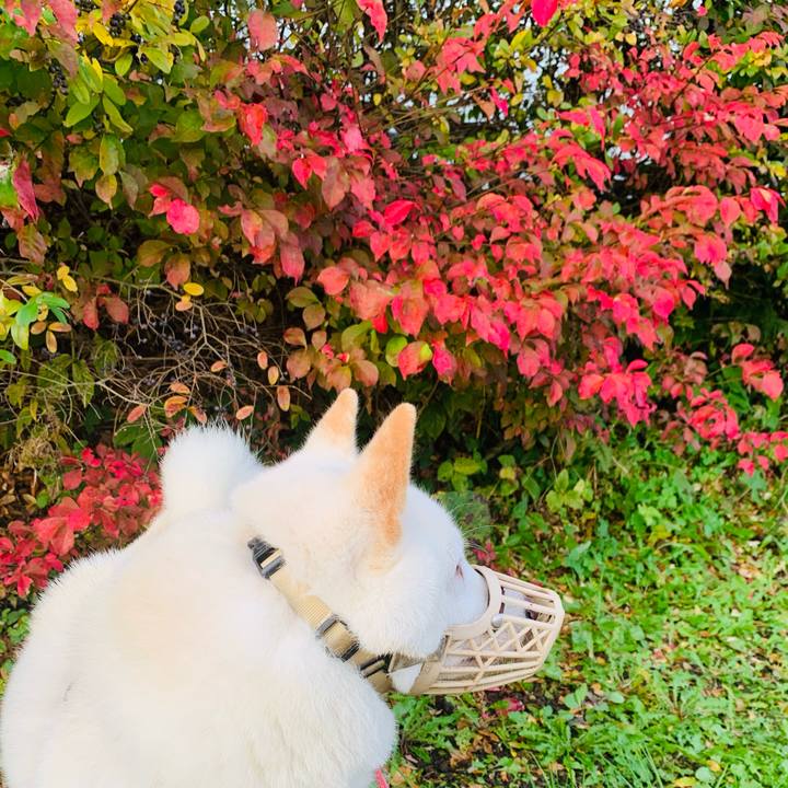 67639b5a 378c 4f97 90b8 afda8a599114 1603839424273