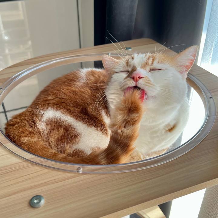 67655620 f950 4443 8f2c 2c822eed84a2 1766114258553