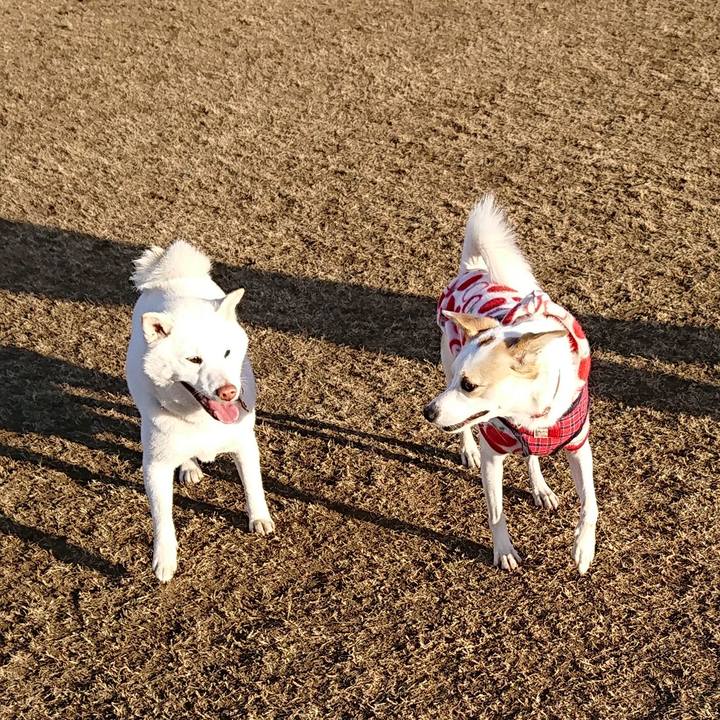 67658e1a 3738 459f aaad 9a75abd801e2 1513232147166