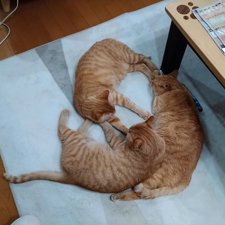 67680661 e827 4bbb acdd 79366c90b2cb 1589441296279