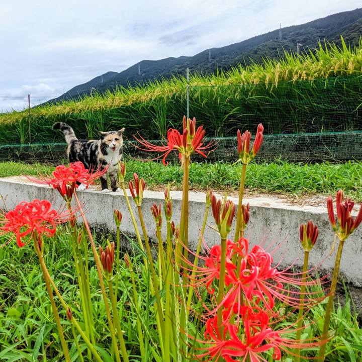 6769e00f 8c82 48b0 92ef c8dfbfd912cd 1758181731455