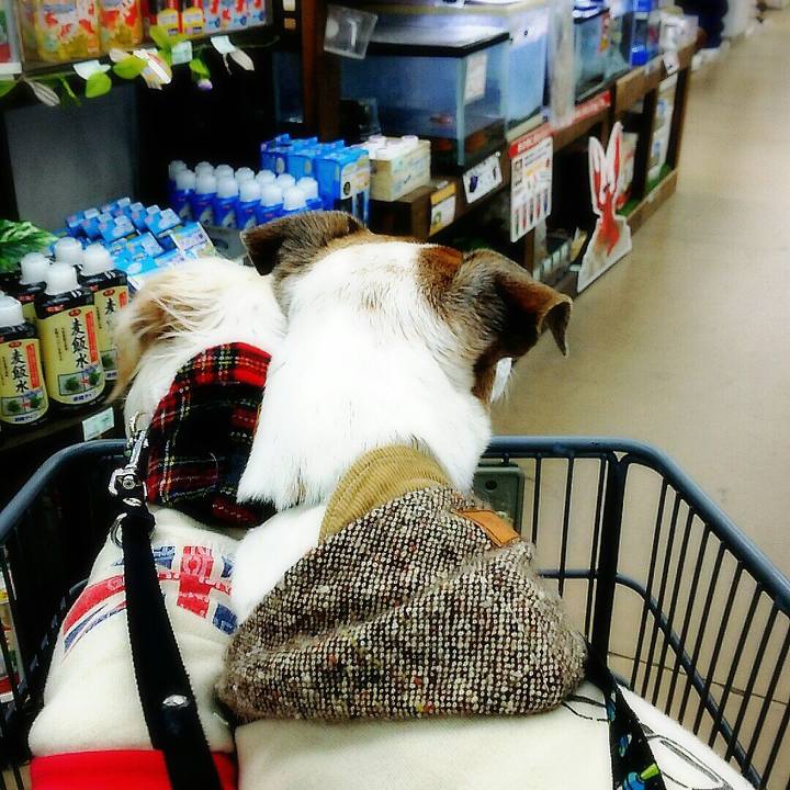 676a385a b52d 4c76 ae5b 477562e618fc 1512295717231