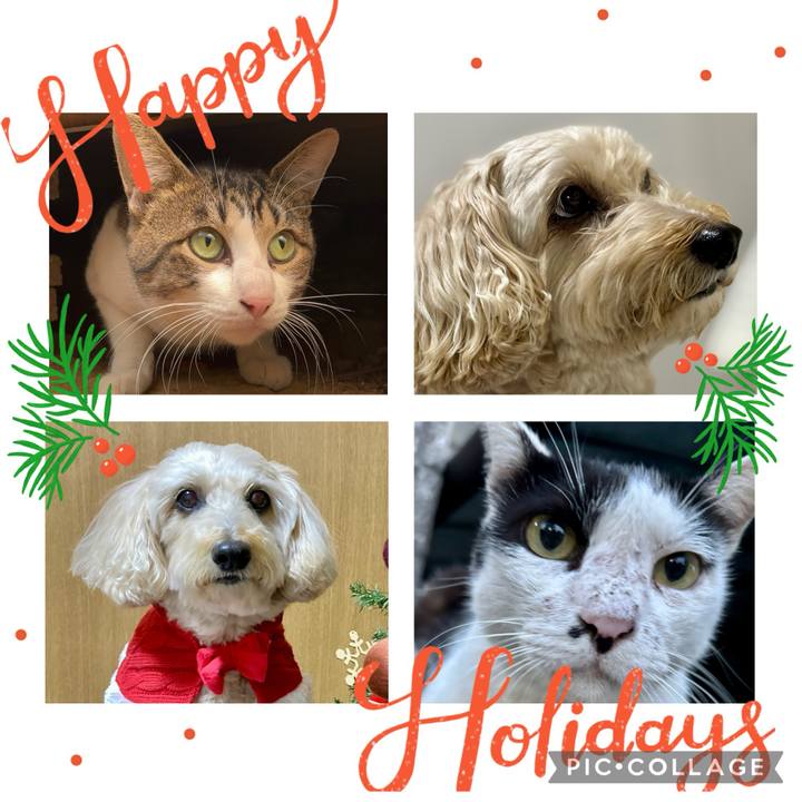 676e3a47 81b3 4e1b b262 b8b546cd7326 1766547142993