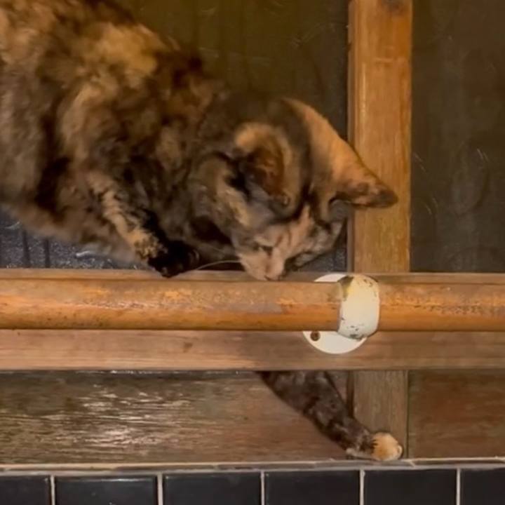 676f1128 8016 416e 8174 20d3d5d8b1c8 1774731048403