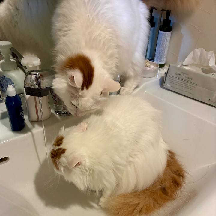 676f48f9 6641 484c bae8 ec0860ae45ef 1770090394330