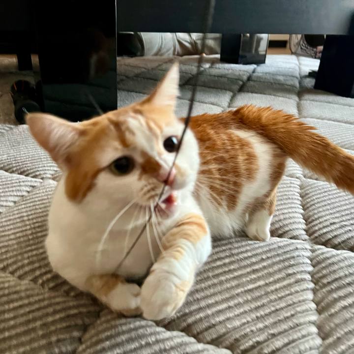 67735146 fa8b 41d6 b947 1c32ed24cb10 1759981511399