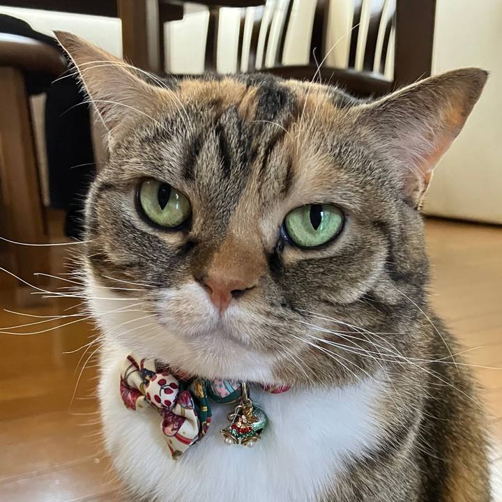 67768c77 b8eb 4afa bafd be432984b0c1 1766026436780