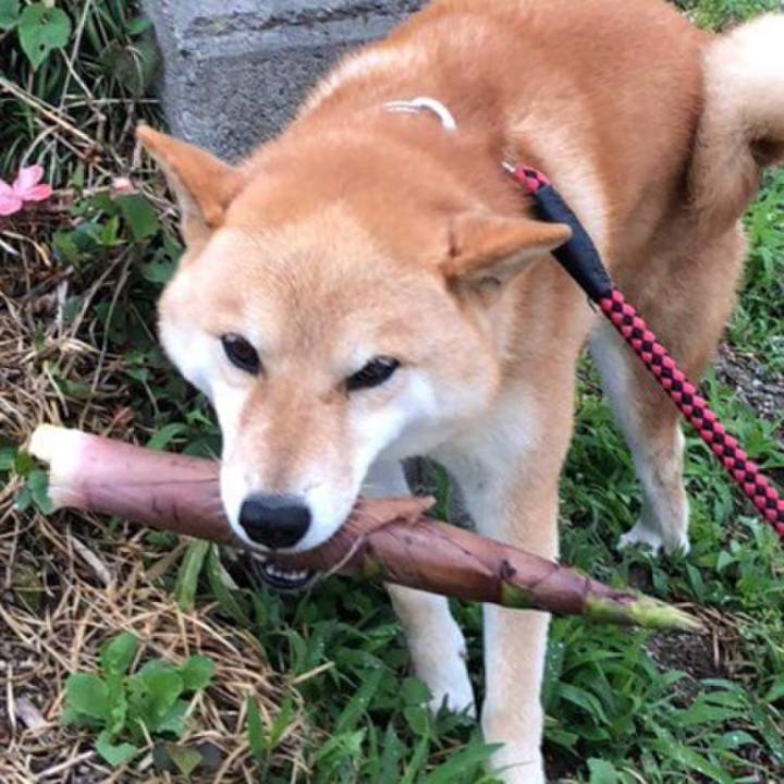 6777ece3 39a6 4bcb 94ab b603a9bac137 1528956848412