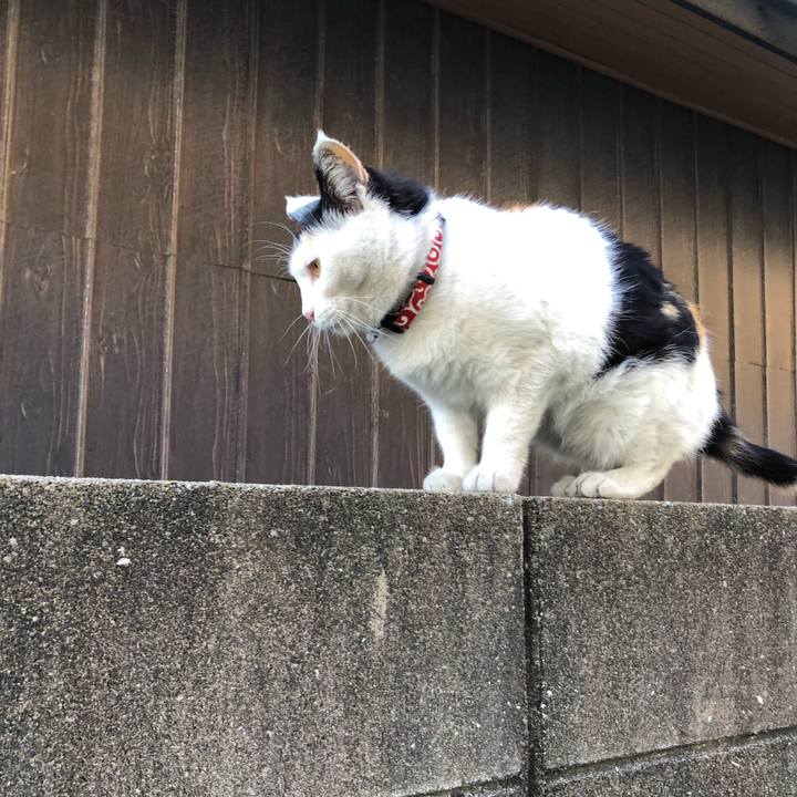 6777f2eb d603 4a07 8252 4cf7b99338b2 1617660793413