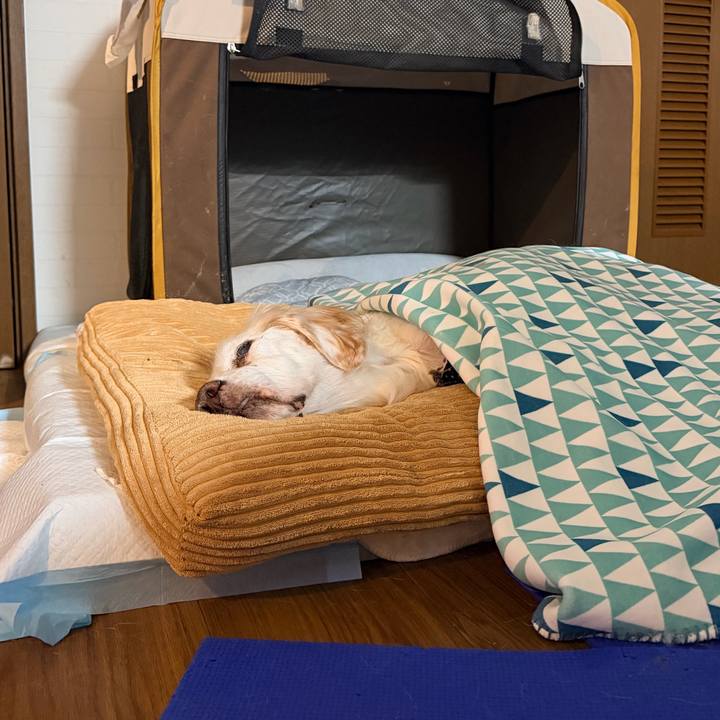 67784528 3d8e 40ba 9a4e 556a7043e79e 1765106386590