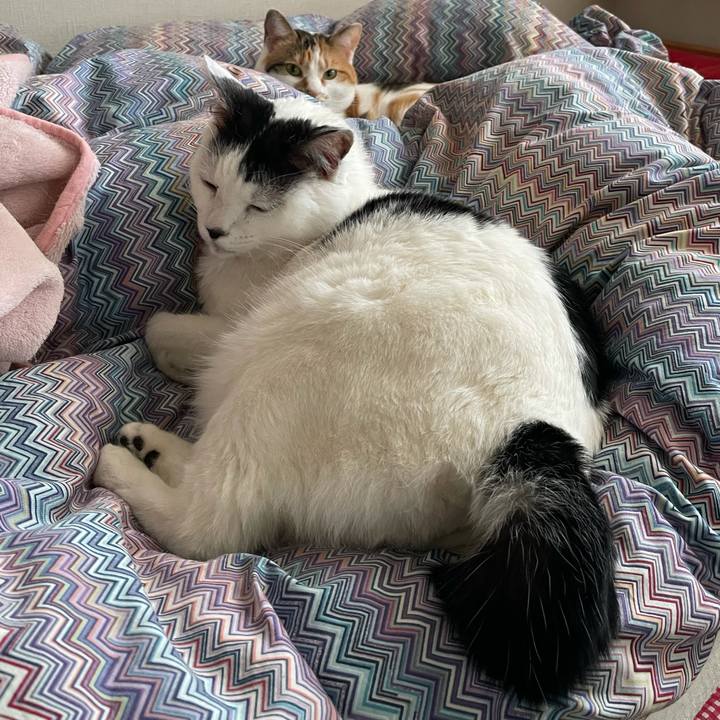 677a474b f9ae 412f af2f ef692f7ccef7 1616718188812