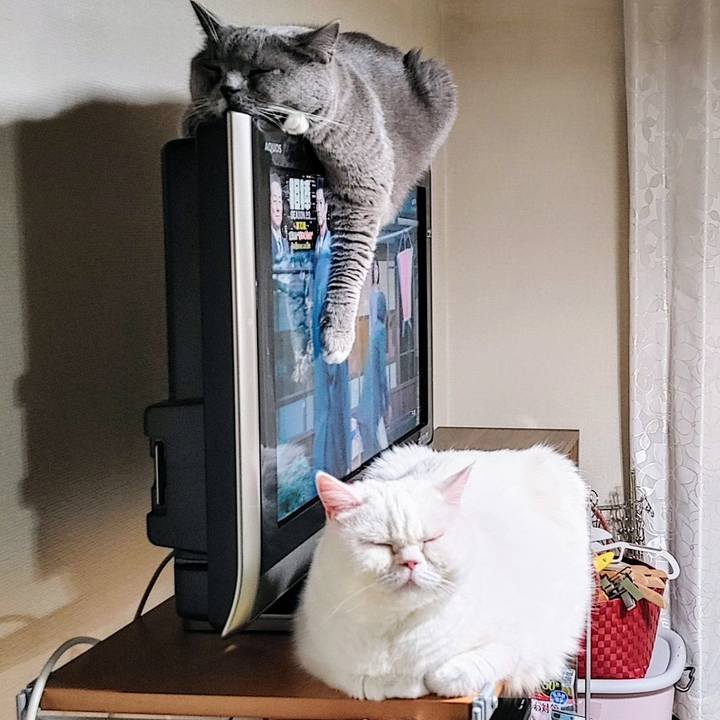 677a9cc3 abc5 43de a50a fcfdded9dc68 1735911165675