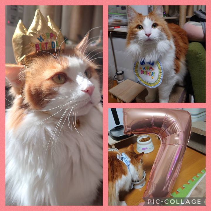 677dc3c5 5789 426a a4f4 6175480f05e4 1647525868306