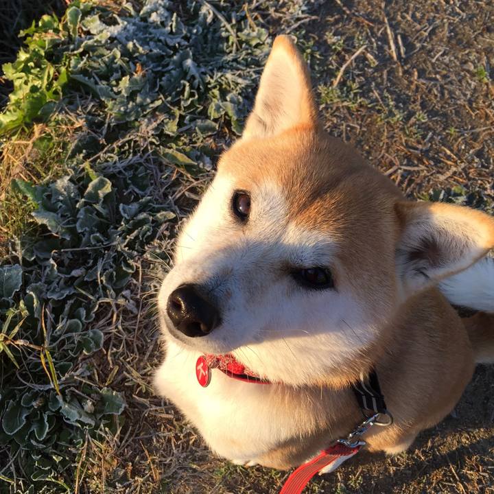 677e06c9 1ae6 4018 91a2 4094582655d4 1512602538009