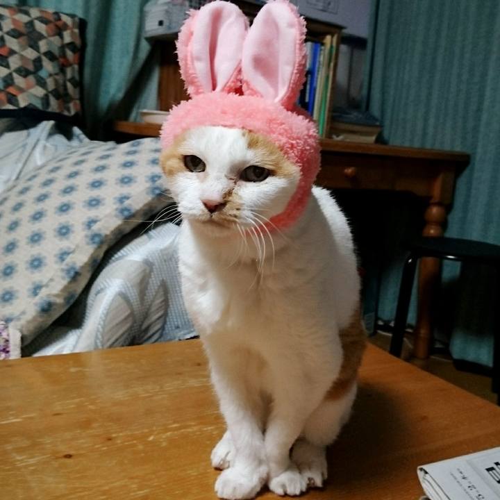 677e0ca7 9135 49d3 be38 f7e6612df6c4 1525582691132