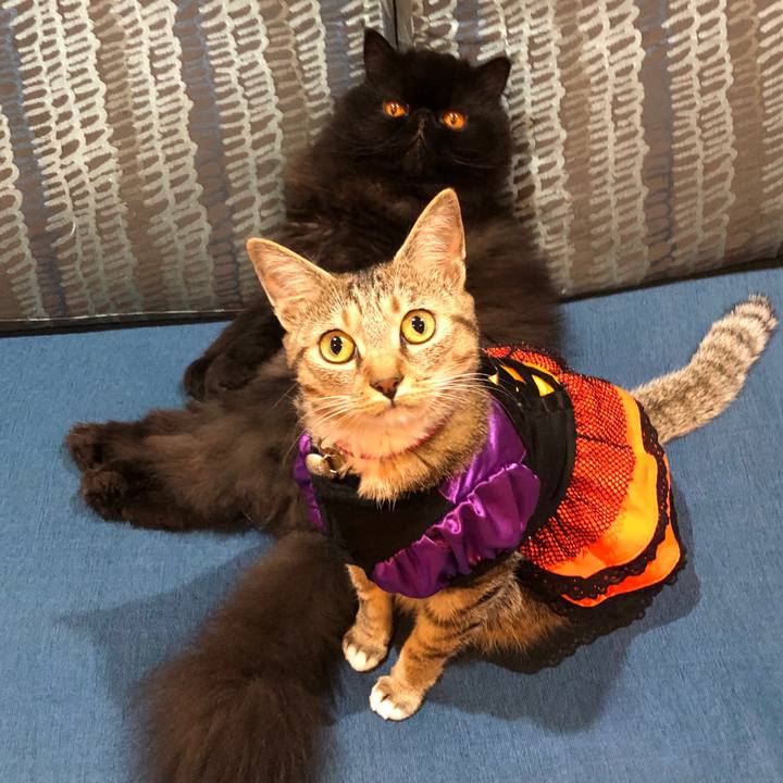 677fdde5 7660 4f32 8ef5 2894180bc6ac 1603623316102