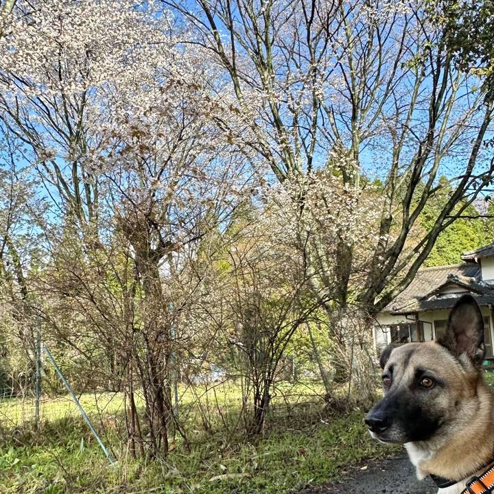 67818169 1bdf 4305 bf30 c7d7c20a717e 1744519066332