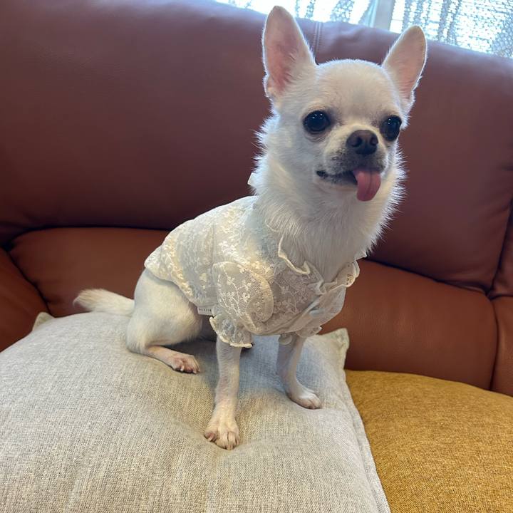 6782be16 d2f2 4ae4 b9ee 9f5b78e477b3 1759918468449