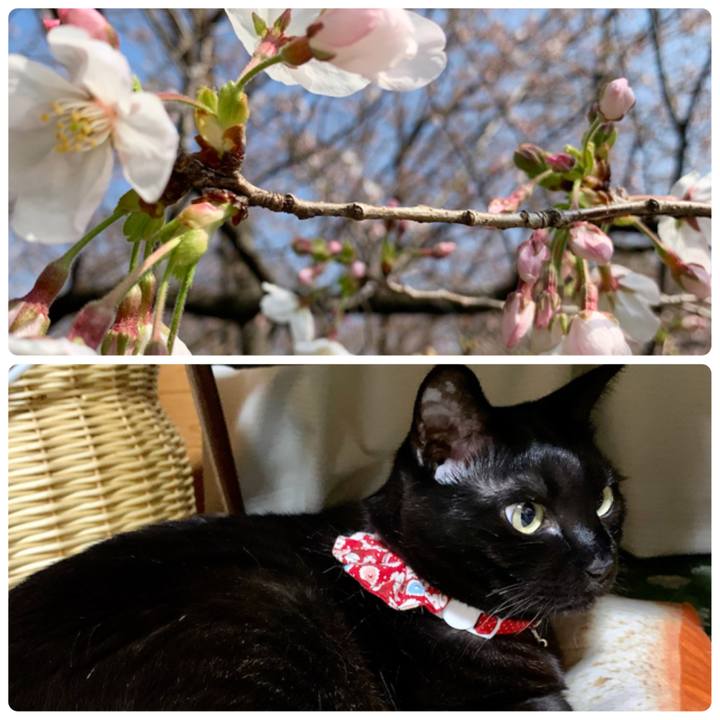 6782c7d4 8f15 4e97 93ee 22308da1eb50 1616241783249