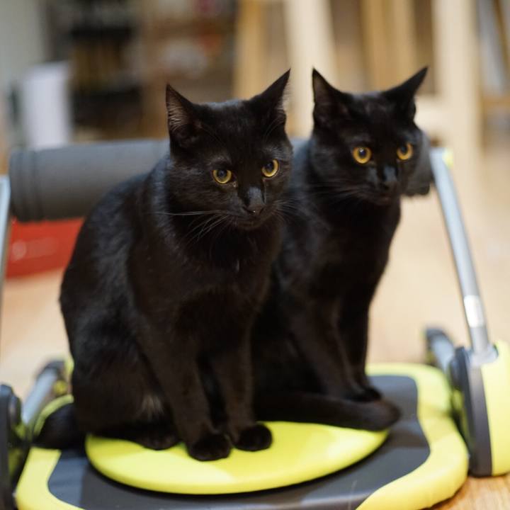 6782e83e fe38 4588 9246 27ee013b26ee 1519219022545