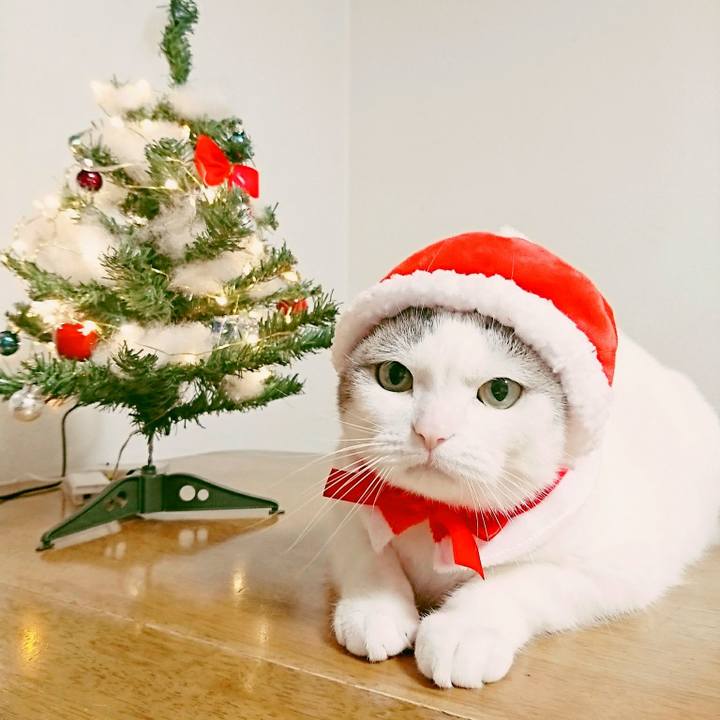 678a900f 5c5a 408e bf3b 41ecefeee0c2 1513996650168