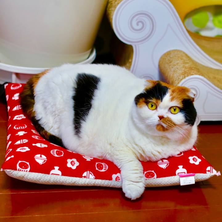 678ae60b 2be6 4249 bcd5 b5671bb538f5 1576453142933