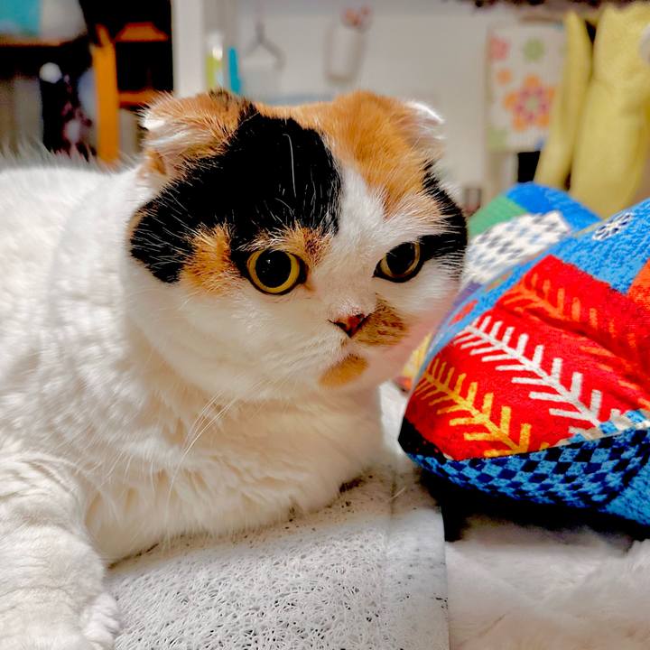 678c4b90 15ec 46ea 9f61 f5767641dd96 1703081470321