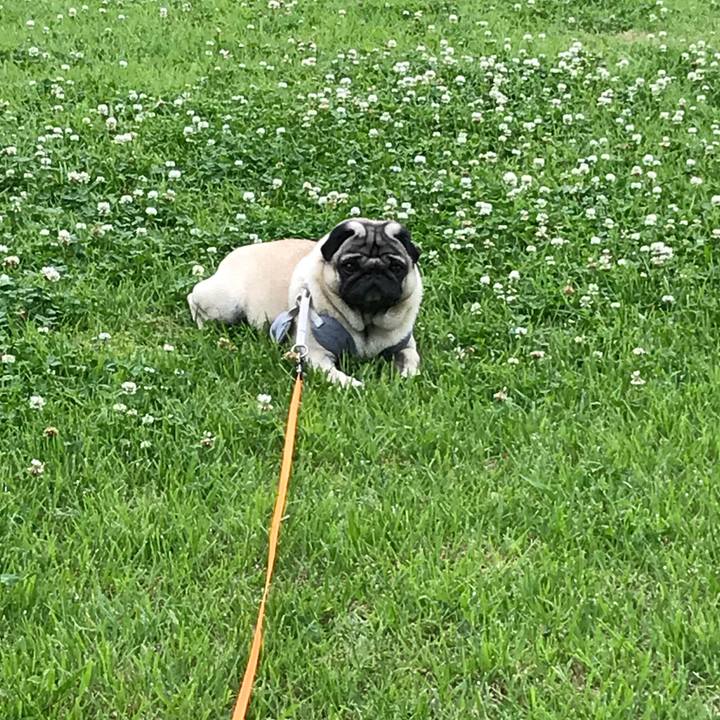 67920f8b f443 46d2 b74d 48f9b66c8fbc 1527669437576