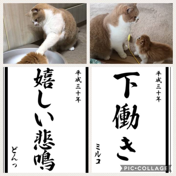 6794a1e9 4889 4d26 8507 08194c653229 1515043260551