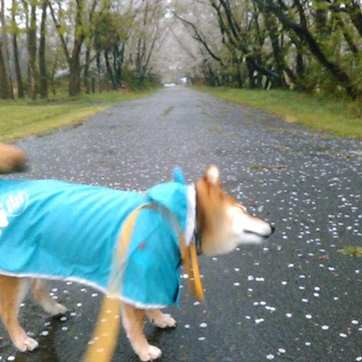 67987e6c 09c4 4690 8d53 31cbb39b5534 1554879305256