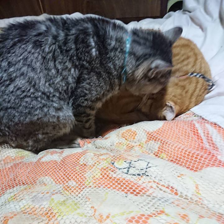 67989cd3 620d 4d51 bdb2 f813bb5a06bd 1574425672638