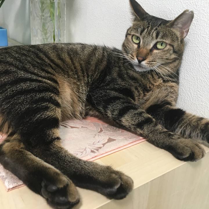 6798cb6f 494c 4bad a613 f3395f1b466b 1526368260059