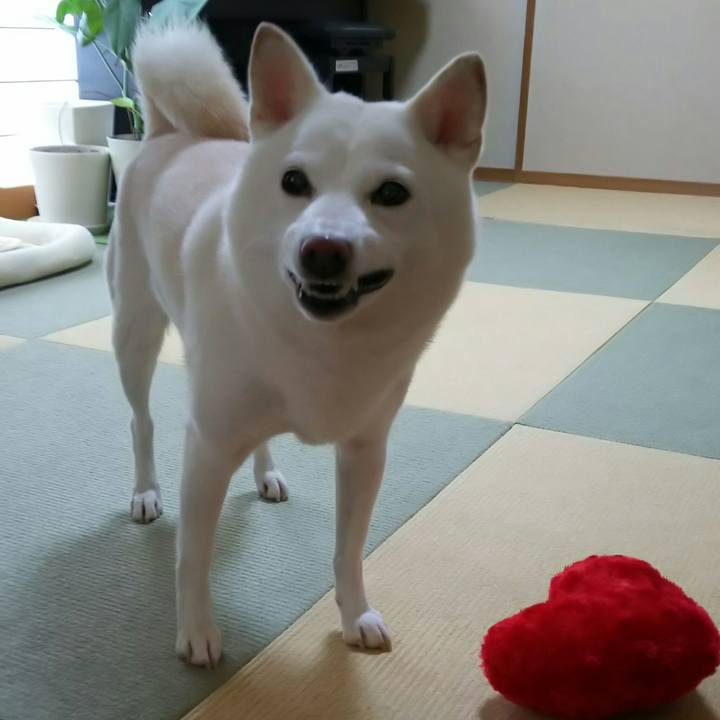 679976c7 ffcd 453a aa14 33f05c48061e 1573863891602