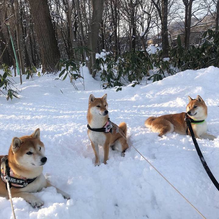 679a92ff 1ecf 4e98 82e0 6d74bc82d181 1545276002144