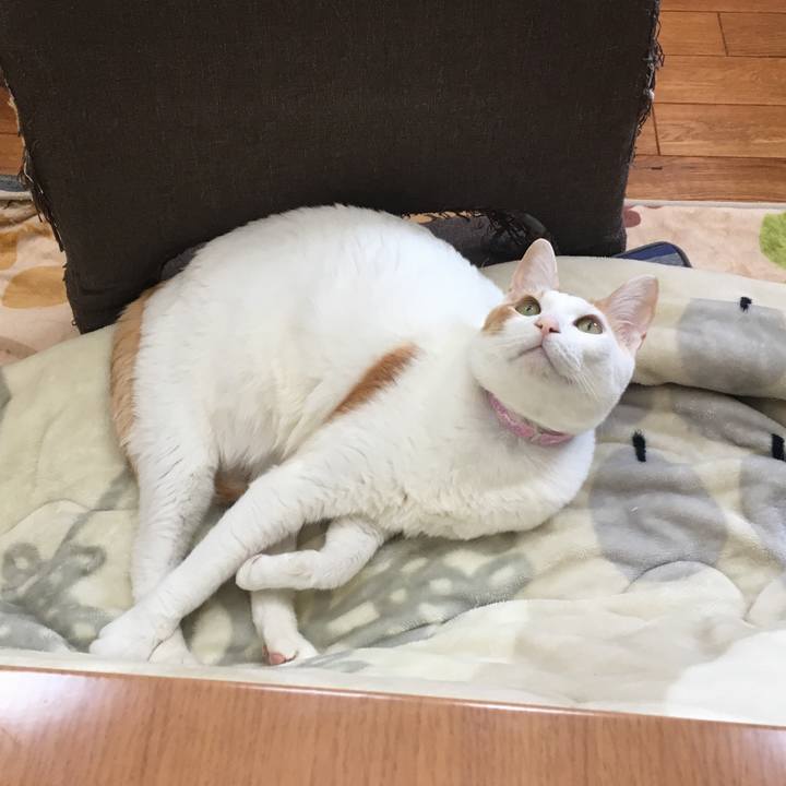 679cb512 382c 4087 b70c f27706093c58 1515726524547