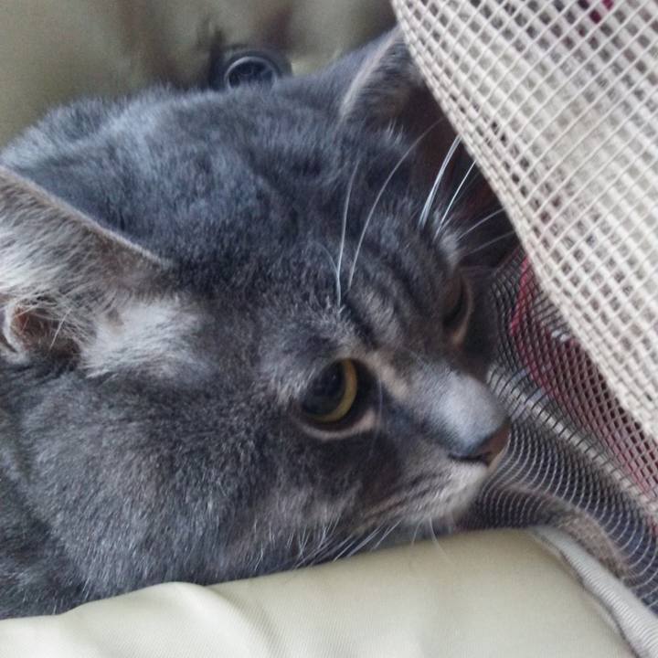 67a082c5 33a7 4436 ac71 e970783ae423 1547150032190