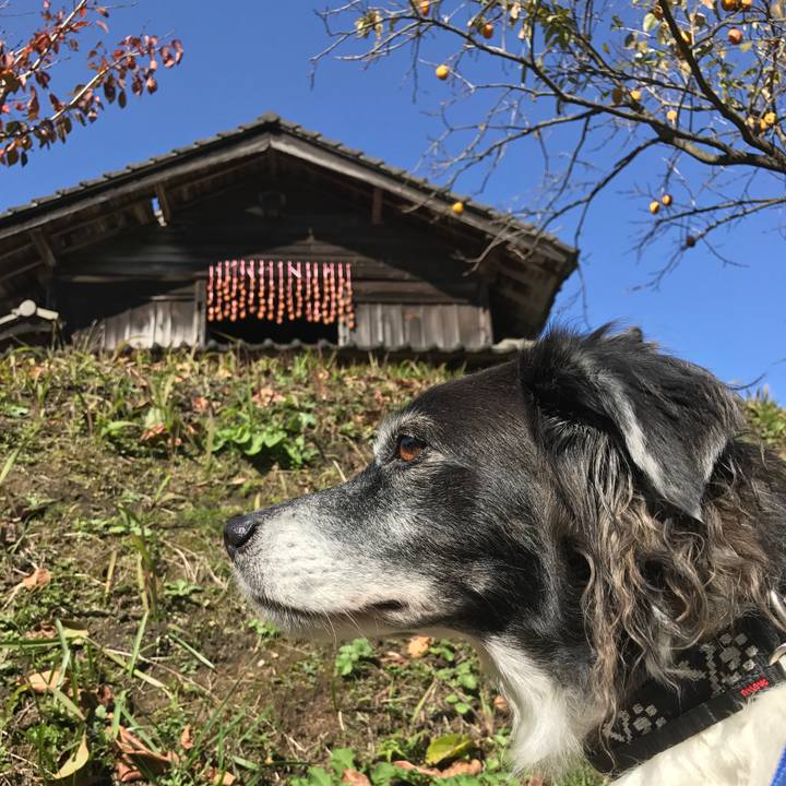 67a17a43 3ddb 4c1b b26a 337c9a251145 1510981655652