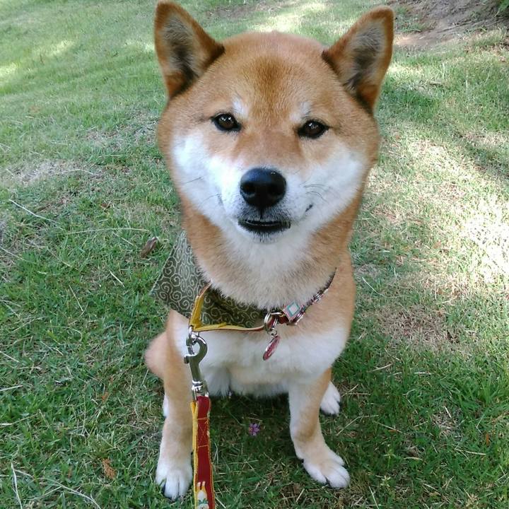 67a805ce 95ce 4cae 8612 0196de11322e 1526427126912